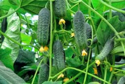 Na šta treba posebno obratiti pažnju kod gajenja kornišona