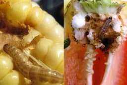 Kukuruzni plamenac -Najopasnija štetočina kukuruza i paprike