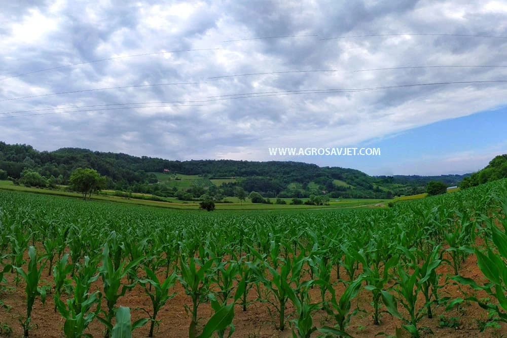 kukurzno polje