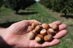 Begiće kod Vlasenice krase zasadi lješnika - Konačan cilj investitora 100 hektara