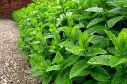 Zasadite nanu, lijepa je, miriše, a odbija i insekte