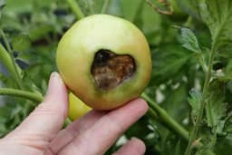 Evo zašto PARADAJZ treba KALCIJUM