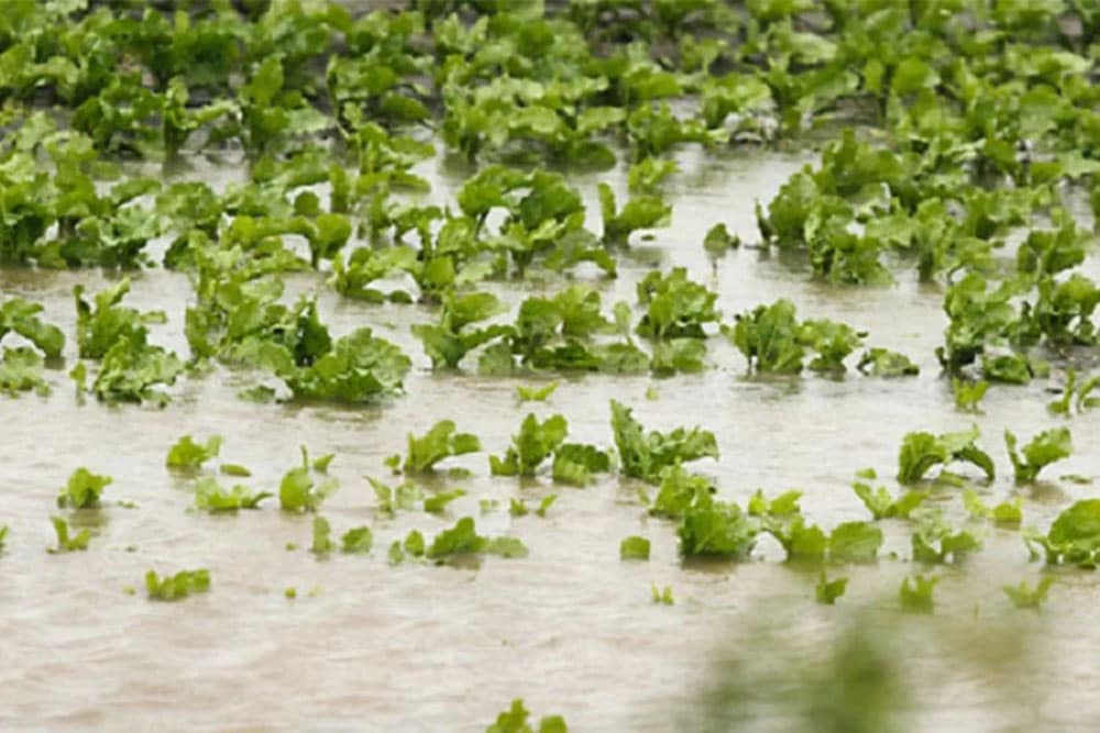 Uticaj POPLAVA na biljke i zemljište!