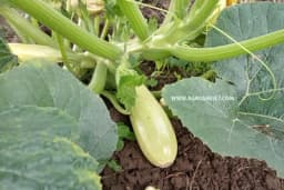 Vreme je za sjetvu tikvica