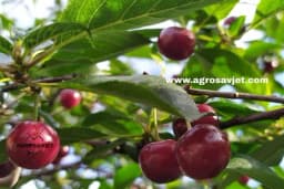 Sok od višanja - Čaša zdravlja bez konzervansa