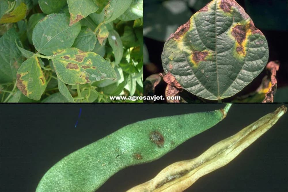 Bakterijska plamenjača pasulja