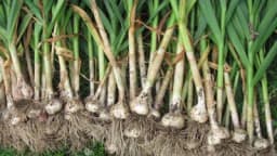 Kada je pravo vrijeme da vadite bijeli luk