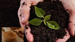 Cimet u bašti: Prirodni fungicid, stimuliše rast biljaka i tjera štetočine