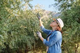 Prednosti mediteranske prehrane i maslinovog ulja u menopauzi