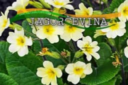 Jagorčevina - bolja od svih hemijskih sredstava protiv nesanice!