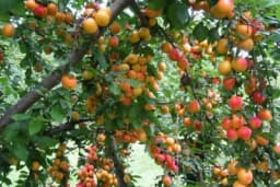 Zašto se suše KAJSIJE?