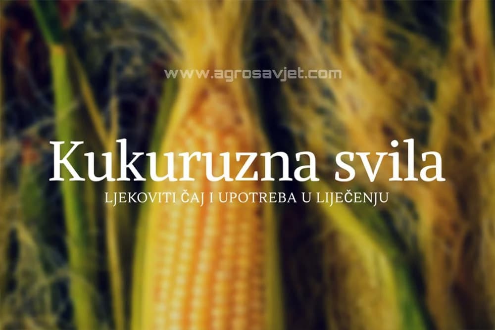 ljekovitost kuruzne svile
