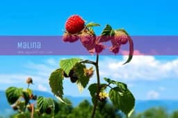 Malina sve skuplja, nema ko da je uzgaja