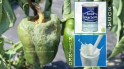 Plamenjača paprike - Zaštita na prirodan način