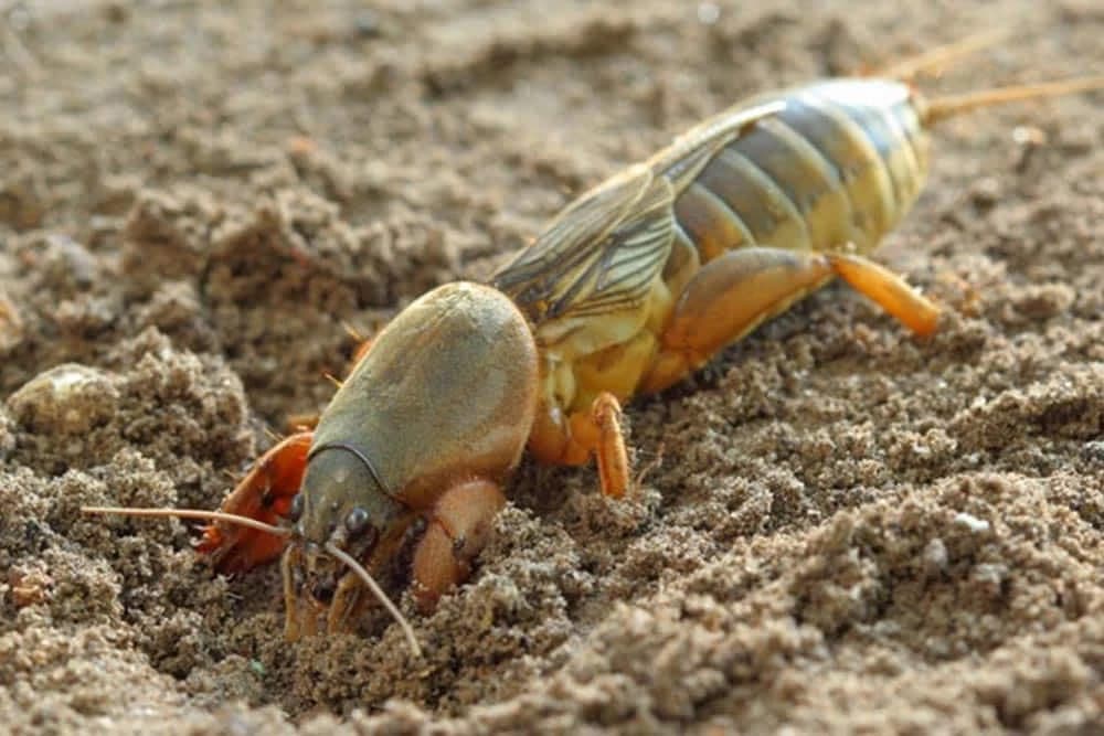 Kako suzbiti štetočine bez hemijskih pesticida?