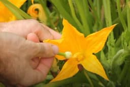 Ručno oprašivanje cvjetova tikvice!