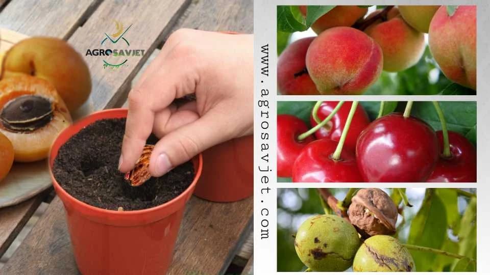 sadnja voćaka iz koštice/košpice