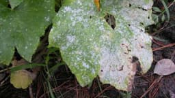 Pepelnica tikvice: Simptomi i borba protiv ove bolesti