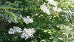 Čaj od zove (bazge) – Ljekovitost i recept kako napraviti domaći čaj