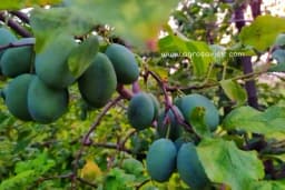 Najznačajnije bolesti i štetočine šljive