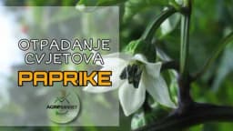 Zašto otpadaju cvjetovi PAPRIKE
