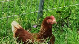 Uzgoj kokošaka: Kad je najbolje vrijeme za nosivost?