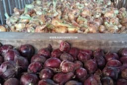 Trulež luka - Bolest koja napada luk u skladištu