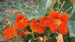 Dragoljub - Borac protiv bakterija raste na vašoj terasi