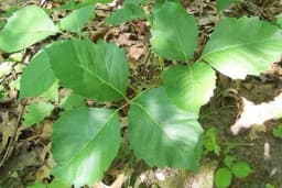 Sve o otrovnom bršljanu i kako da ga bezbjedno uklonite iz vaše bašte