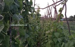 Kako da vam pasulj dobro rodi?