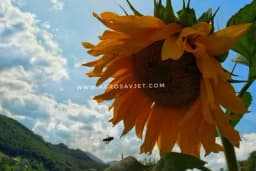 Poljoprivrednici polako odustaju od sjetve: Uljarice potiskuju pšenicu