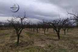 Kako podmladiti voćku, a kako njegovati stari zasad?