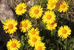 Arnika – ljekovita svojstva, djelovanje i recept za posebnu domaću mast