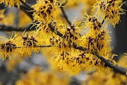Hamamelis pomaže kod kožnih bolesti