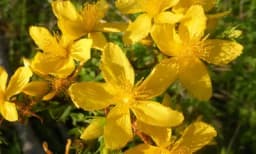 Ljekovitost kantariona