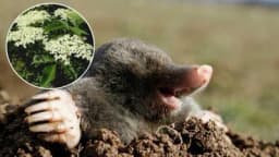 Zova u borbi protiv KRTICE!