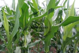 Najznačajnije bolesti kukuruza