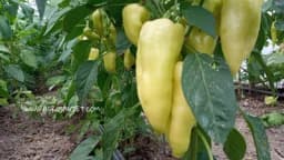 Evo zašto je MAGNEZIJUM važan u ishrani biljaka