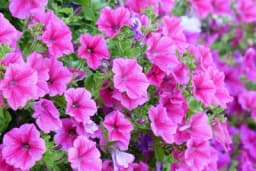 NAPRAVITE OVU PRIHRANU U PROLJEĆE PRIJE CVJETANJA - Jača biljke iz korijena, pospješuje olistavanje i bujno cvjetanje