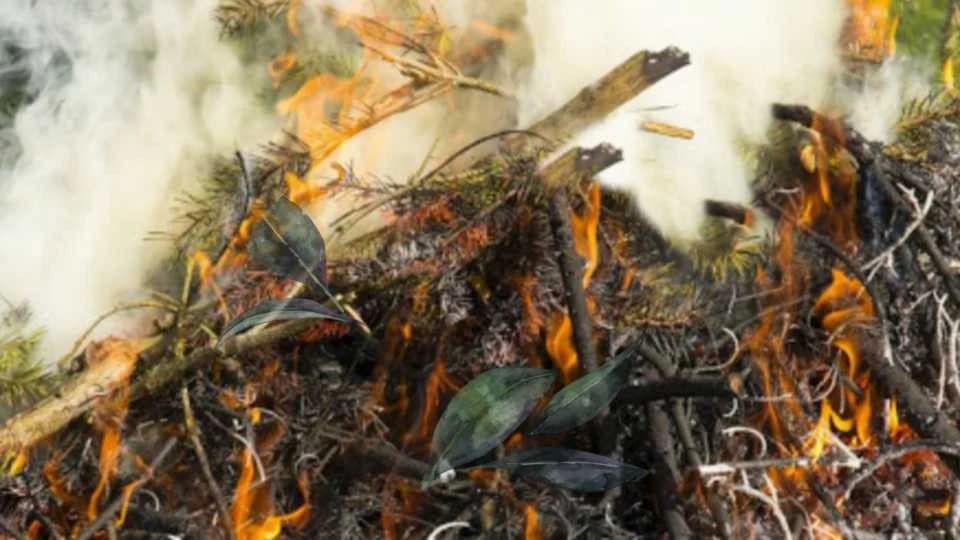 Zašto je bitno spaljivanje biljnih ostataka?