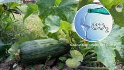 Gazirana voda za zalivanje biljaka - prednosti i primjena