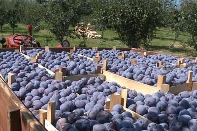 Jedina sigurna zarada berba šljiva ili skela