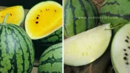 Bijela i žuta lubenica - zanimljive i primamljive sorte!