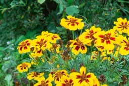 Neuništiv cvijet koji uspijeva i na suncu i u hladu: Jednom ga zasadite, sam se razmnožava, traje vječno!