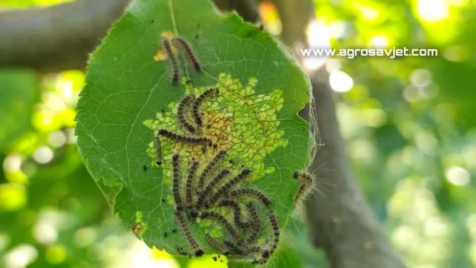 Dudovac Hyphantria cunea