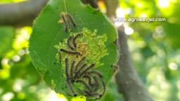 Dudovac - Štetni insekt koji napada preko 120 biljnih vrsta!