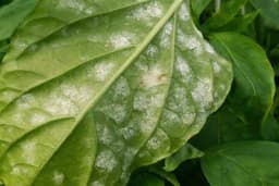 Biofungicidi - Zaštita biljaka od bolesti na organski način!