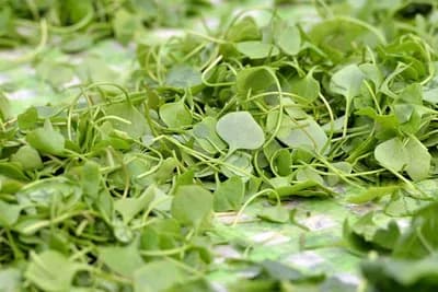 Potočarka - Dragocjena biljka koja sadrži više vitamina C od limuna