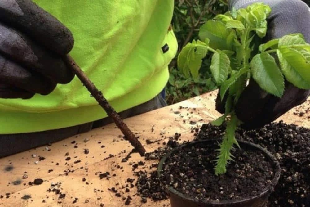 RAZMNOŽAVANJE BILJAKA