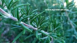 Ruzmarin: Sve što treba da znate o ovoj ljekovitoj biljci!